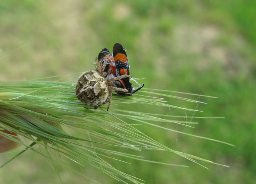 Agalenatea redii con cercopis